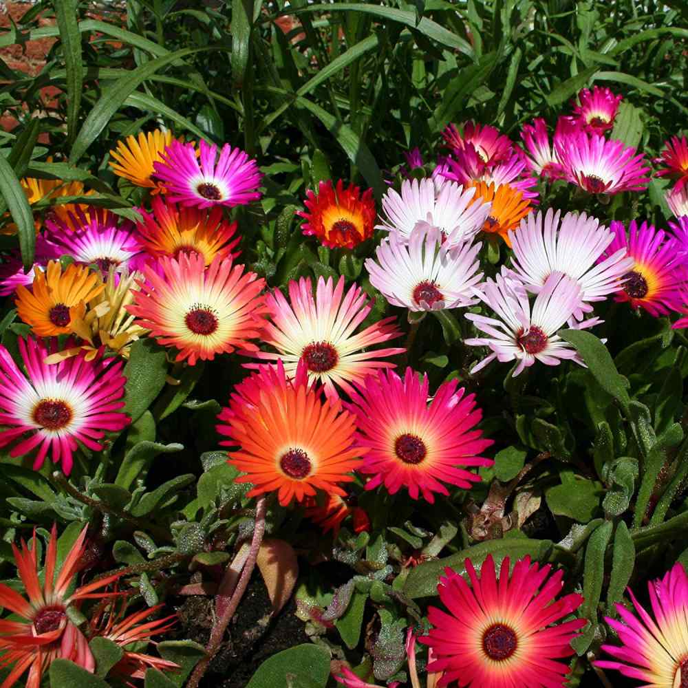 Ice Plant Flower Mix