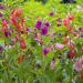 Impatiens Balsam Flowers