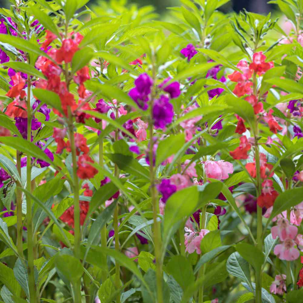 Impatiens Balsam Flowers