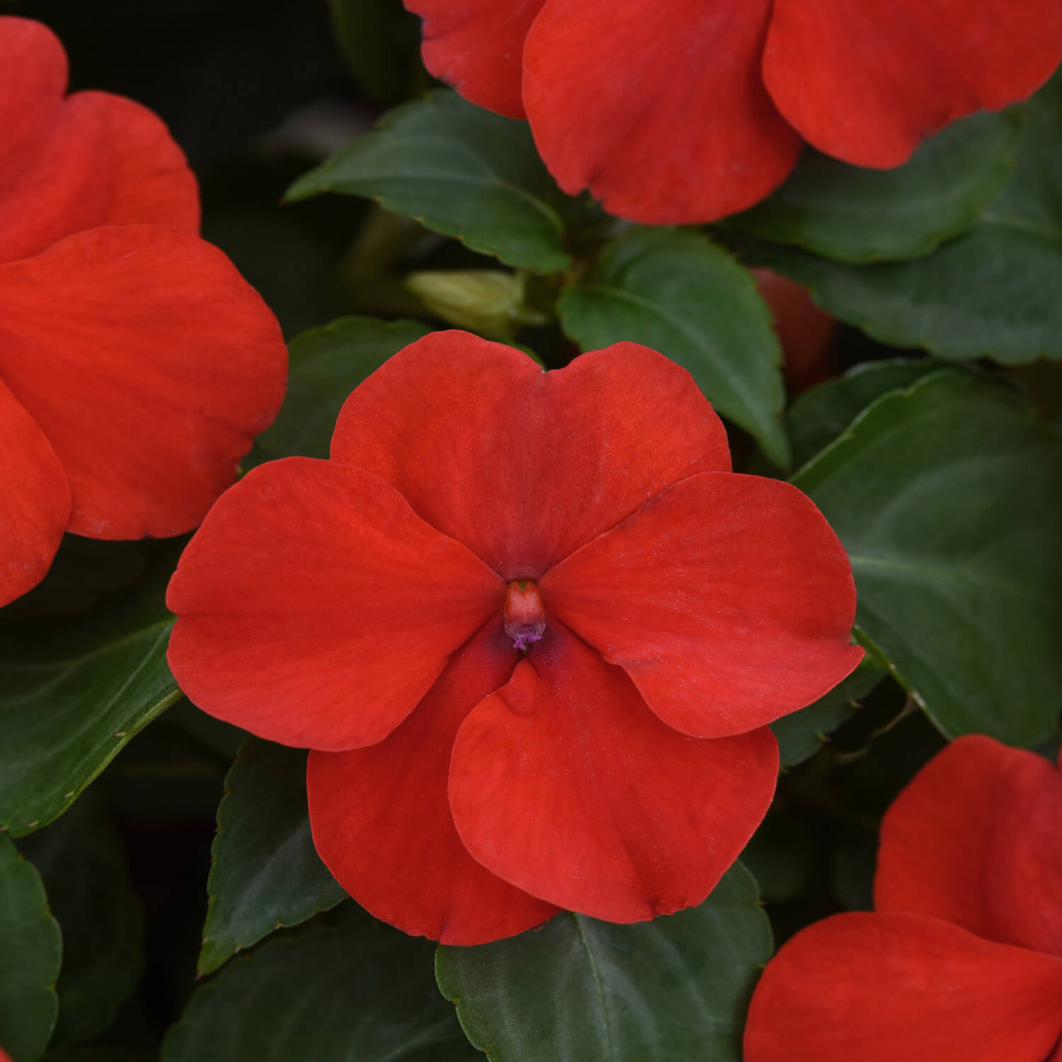 Impatiens Beacon Bright Red