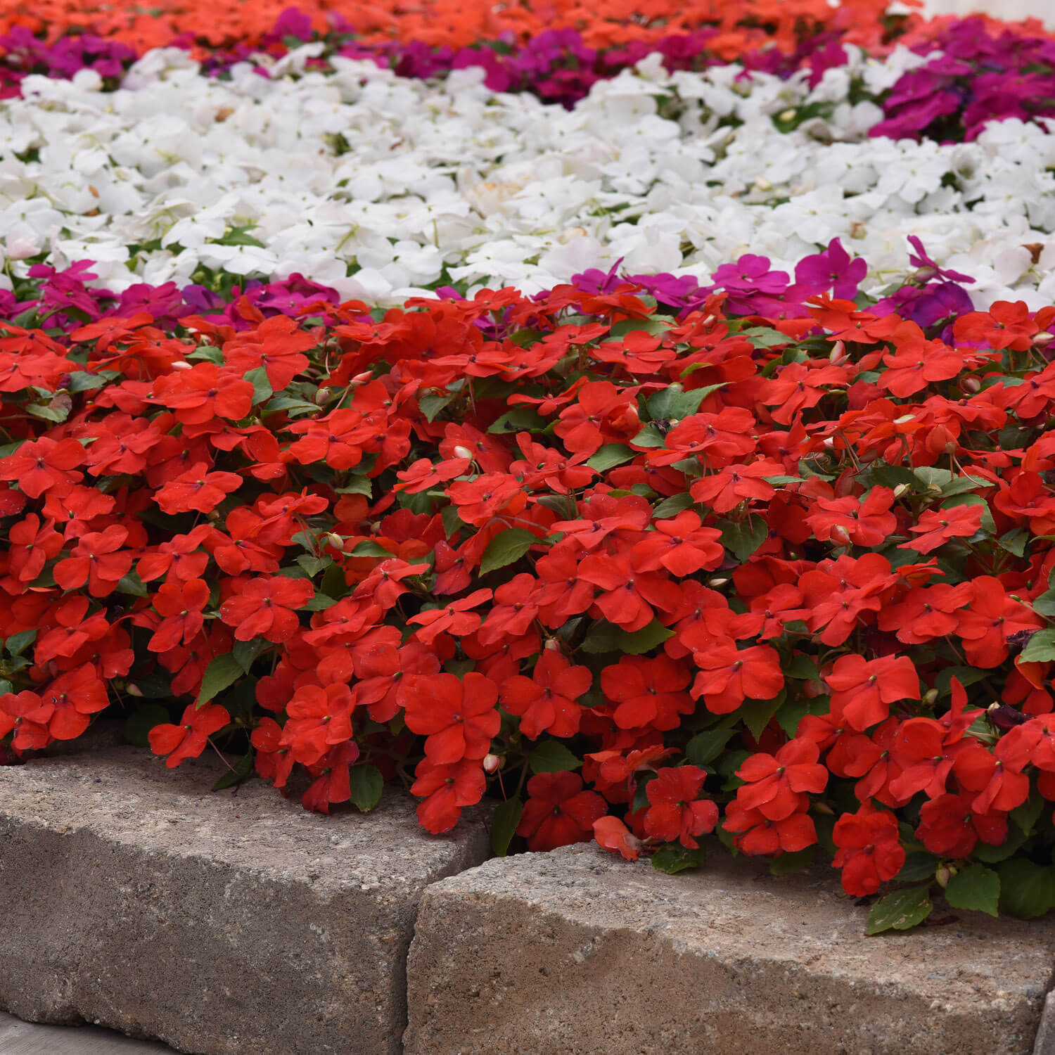 Impatiens Beacon Orange Container Plant