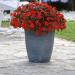 Impatiens Beacon Orange Potted Plant