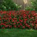 Impatiens Beacon Orange Potted Plant