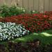 Impatiens Beacon Orange Potted Plant