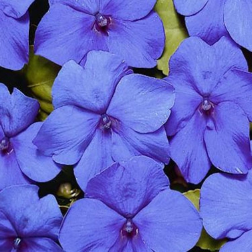 Impatiens Seeds Blue Flower Seed
