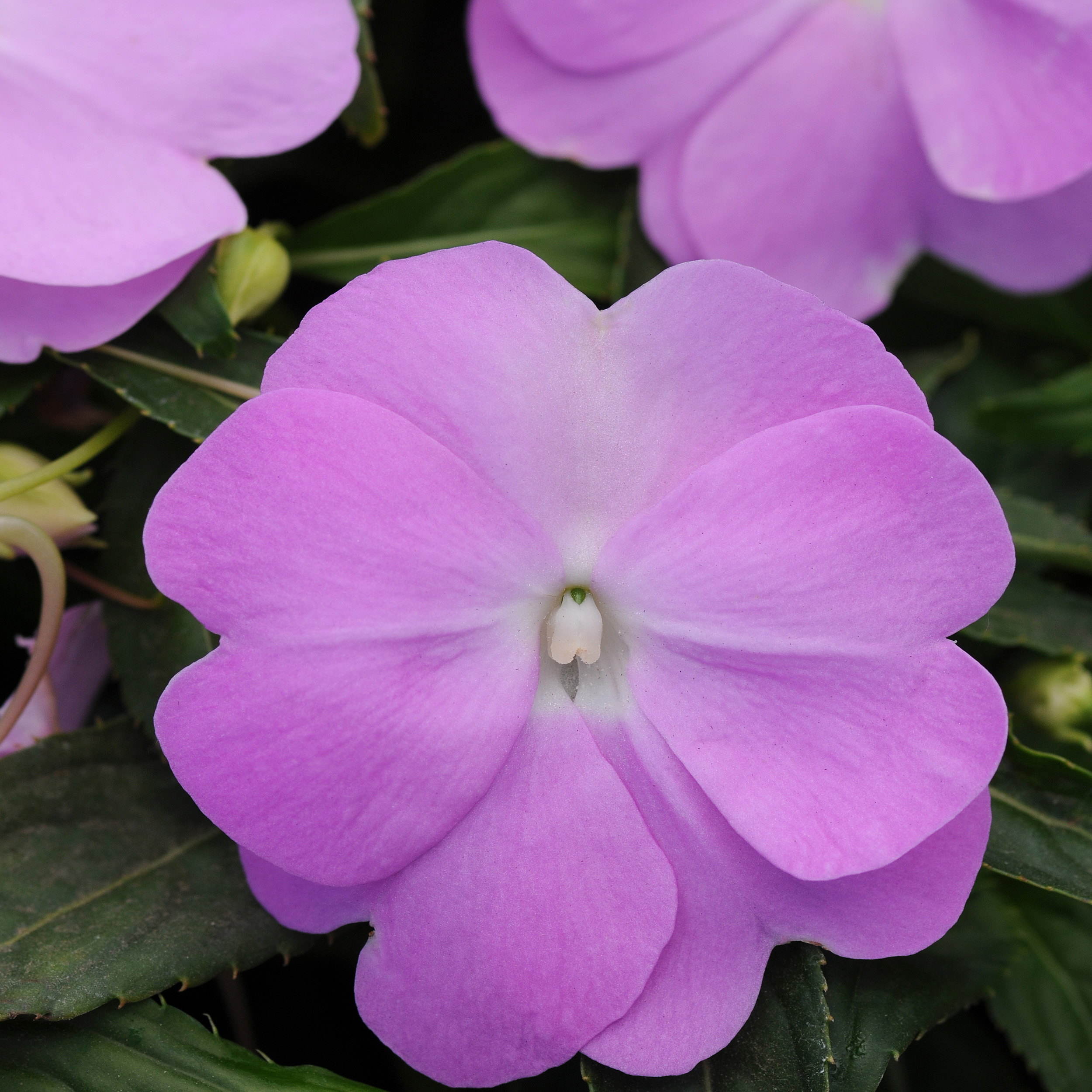 Impatiens Walleriana New Guinea Divine Blue Pearl Flower Seeds