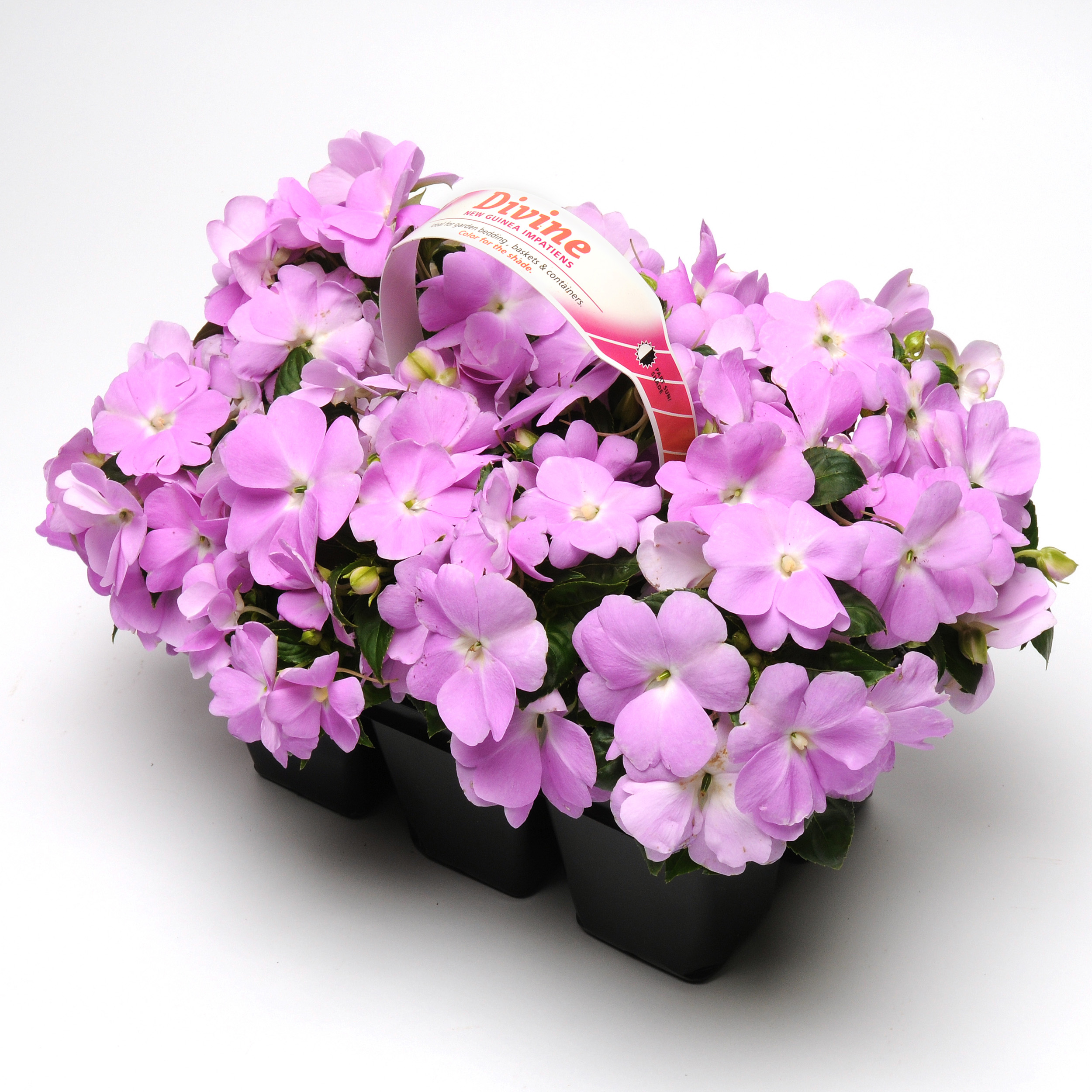 Impatiens Walleriana New Guinea Divine Blue Pearl Flower Seeds