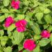 Impatiens Carmine Flower Plants