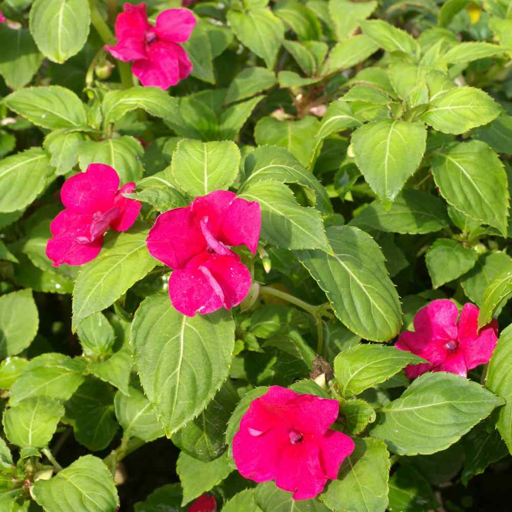 Impatiens Seeds Dwarf Impatiens Flower Seed