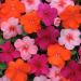 Impatiens Passionfruit Flower Garden Mix