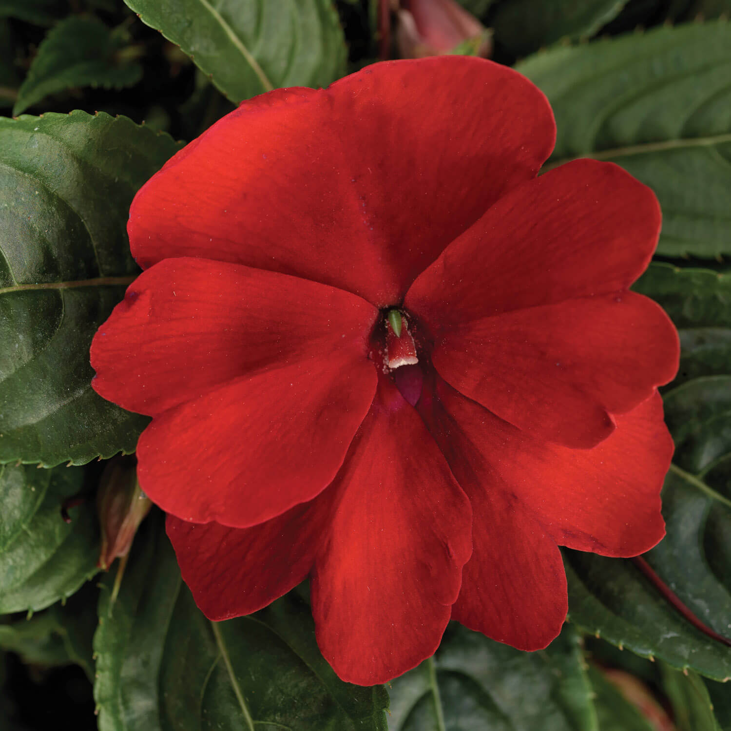 New Guinea Florific Red Garden Impatiens Flower Seeds