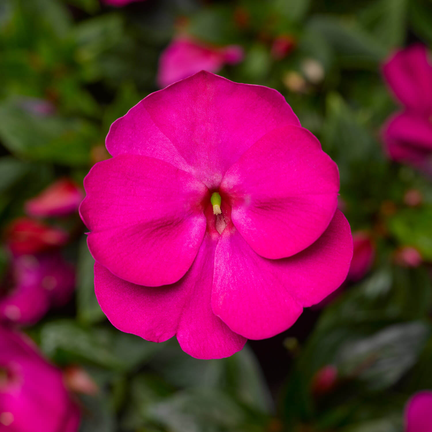 Violet New Guinea Florific 8 12 inch tall Impatiens Garden Flowers