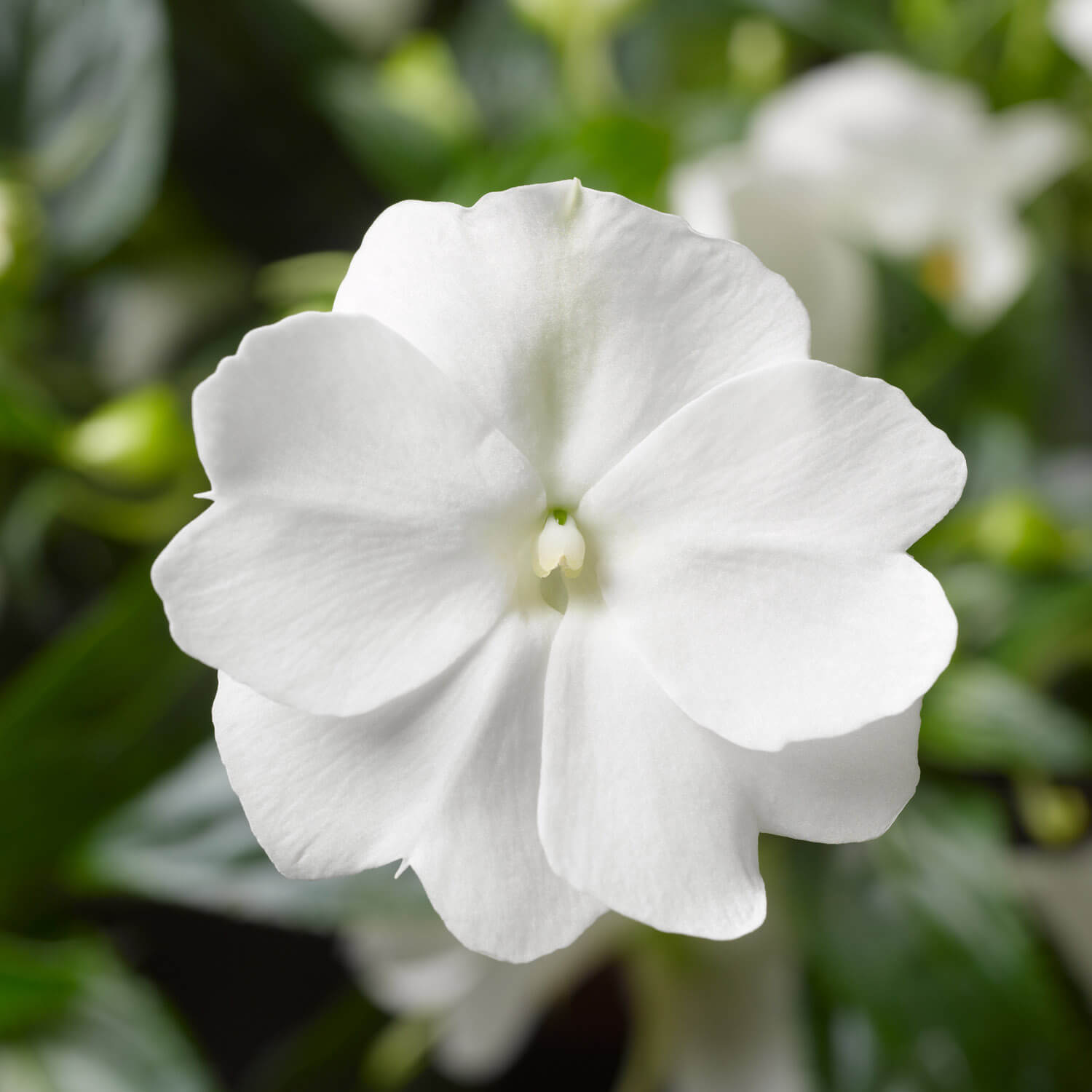 White New Guinea Impatiens Flower Seeds