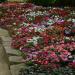 Impatiens Flowers Super Elfin Formula Mix