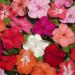 Impatiens Super Elfin Seed Plant Seed Mix