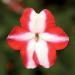 Impatiens Imara XDR Orange Star