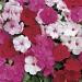 Impatiens Peppermint Flower Seed Mix