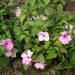 Pink Impatiens Flowers