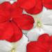 Impatiens Impreza Red White Plant