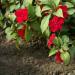 Scarlet Impatiens Flowers