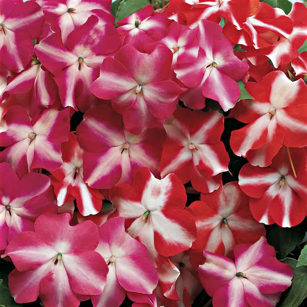 Impatiens Accent Series Mix Annual Seeds 