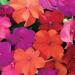 Impatiens Tango Flower Seed Mix