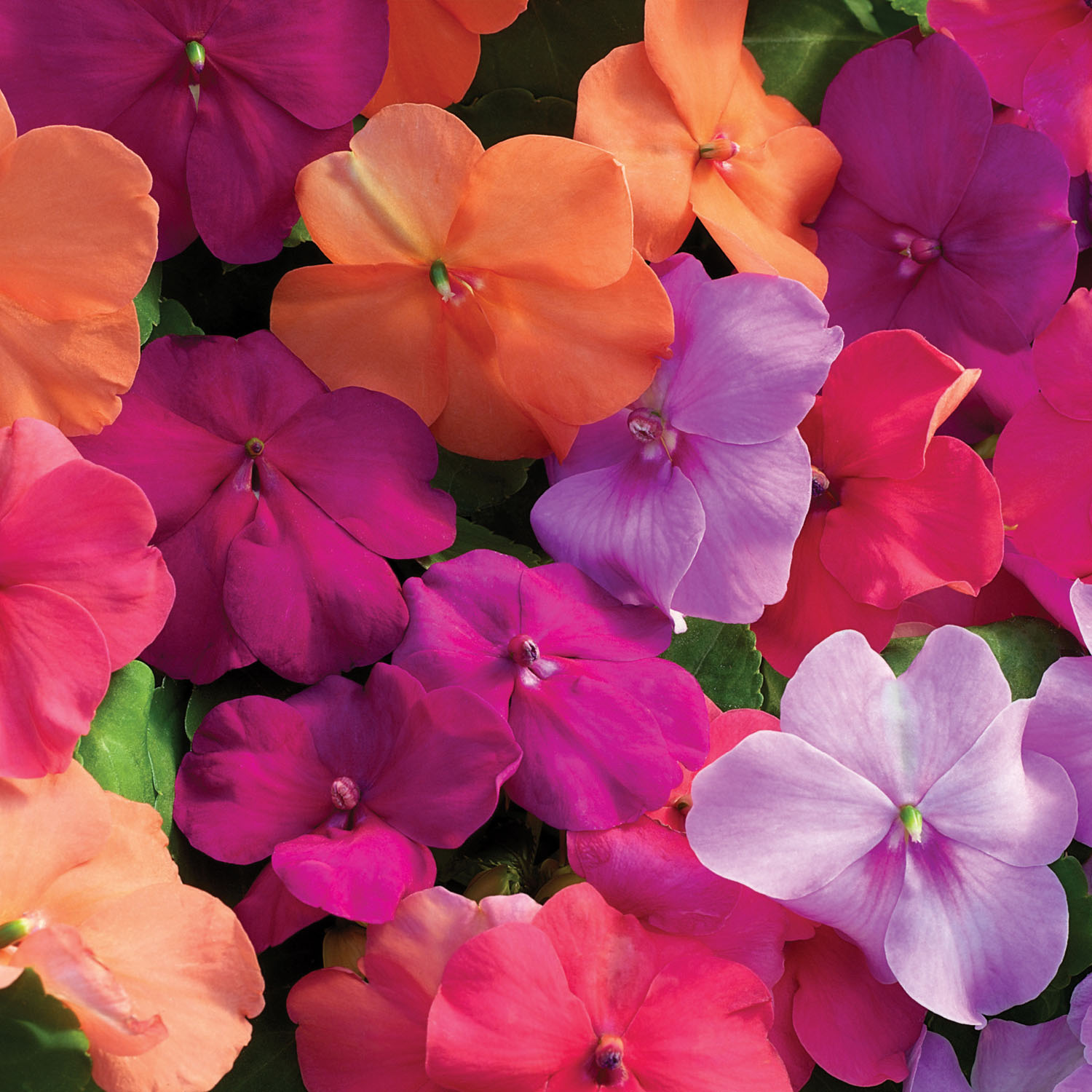 Impatiens Walleriana Xtreme Utopia Flower Seed Mix
