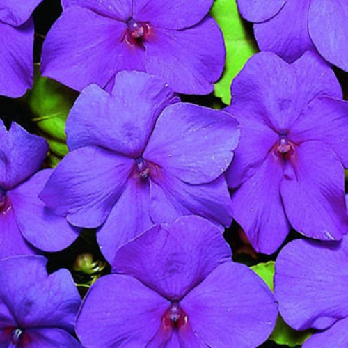 Vinca Seeds Logro Mix 25 Seeds Flower Seeds