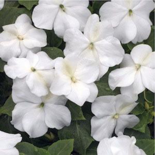 Impatiens Seeds Baby White Impatiens Flower Seed