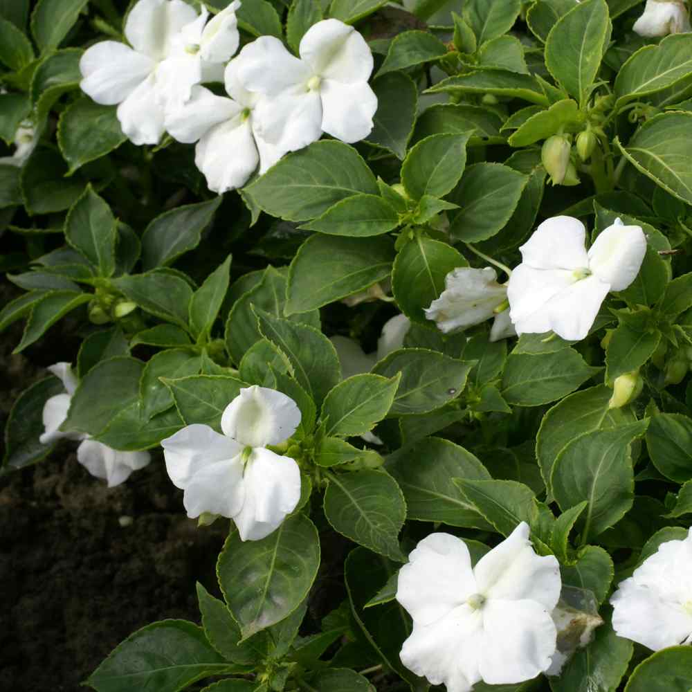Impatiens Seeds Baby White Impatiens Flower Seed