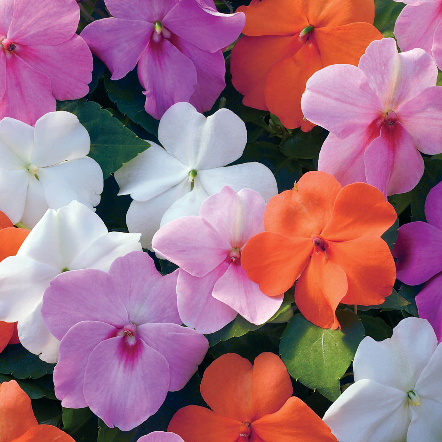 Impatiens Xtreme Pastel Mix Of Garden Flower Seeds