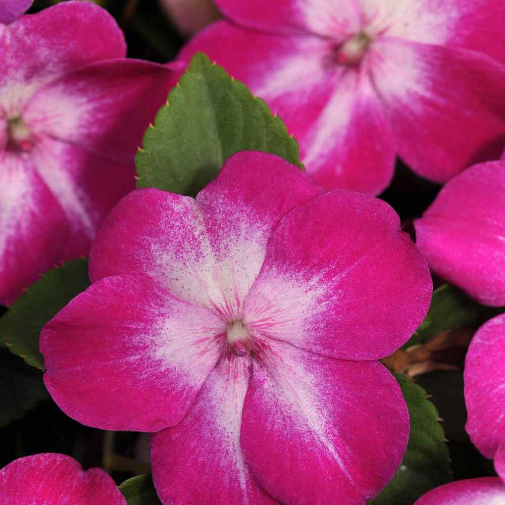 Impatiens Super Elfin Violet Starburst Flowers