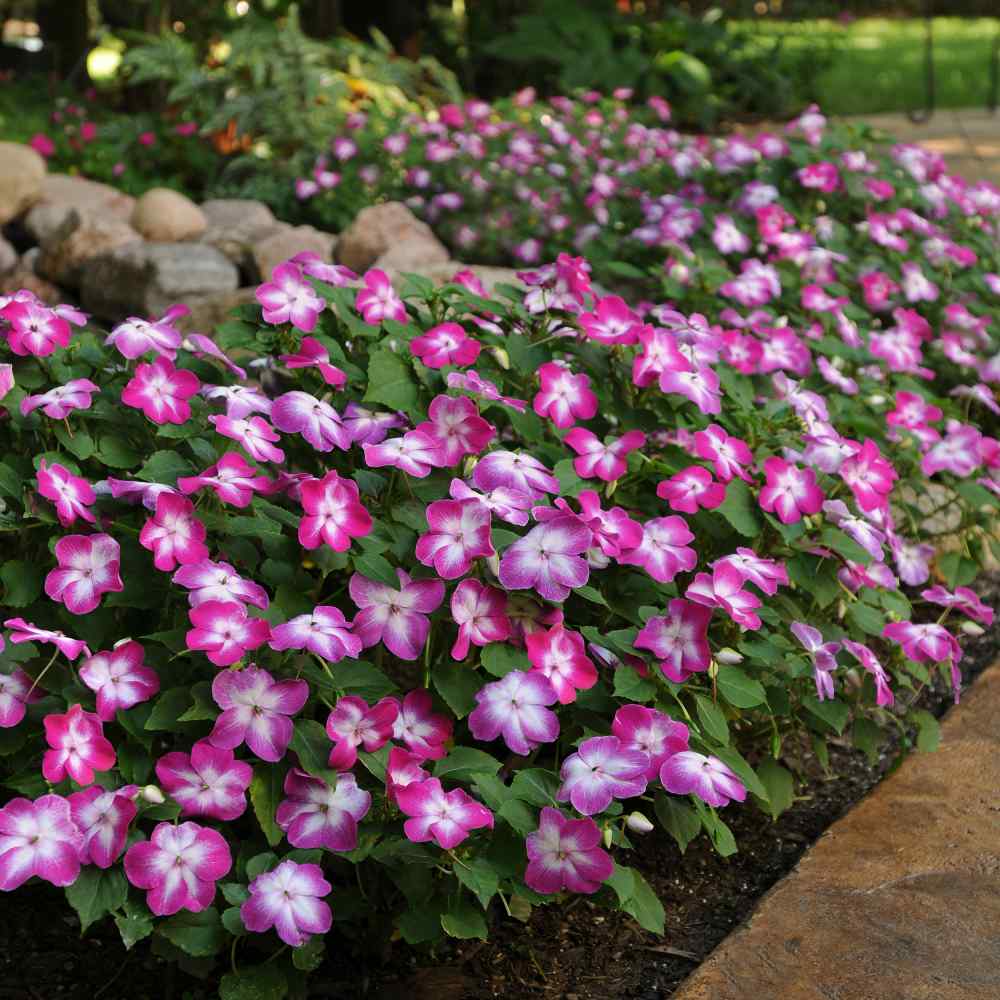 Impatiens Super Elfin Violet Starburst Plant