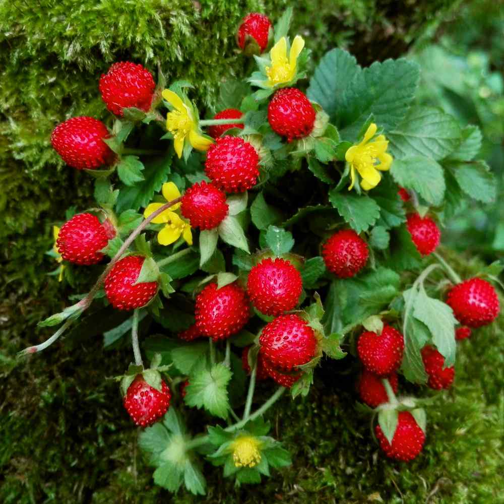 Indian Strawberry Plants