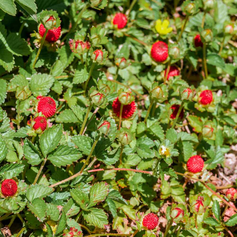 Indian Strawberry Fruits
