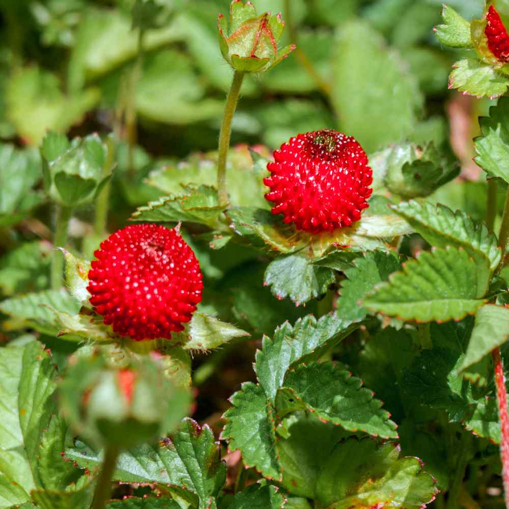 Indian Strawberry Vine