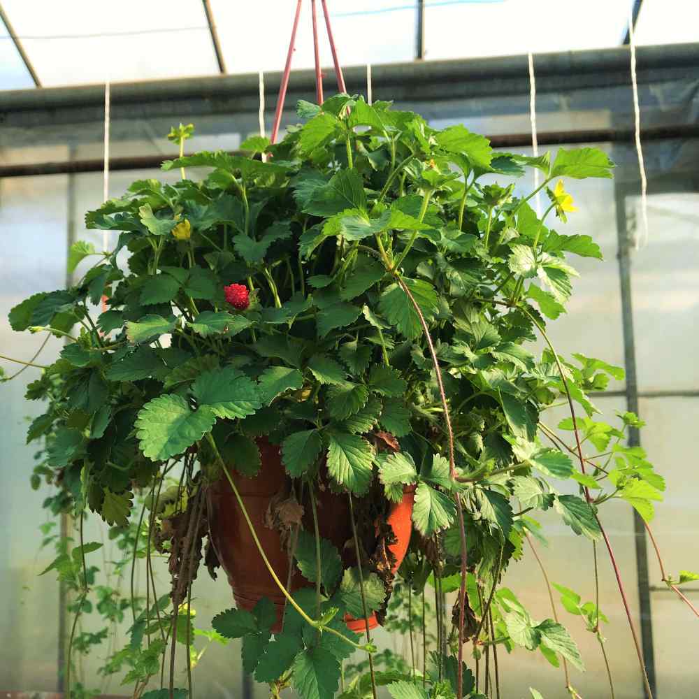 Indian Strawberry Ground Cover