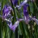 Wild Blue Iris