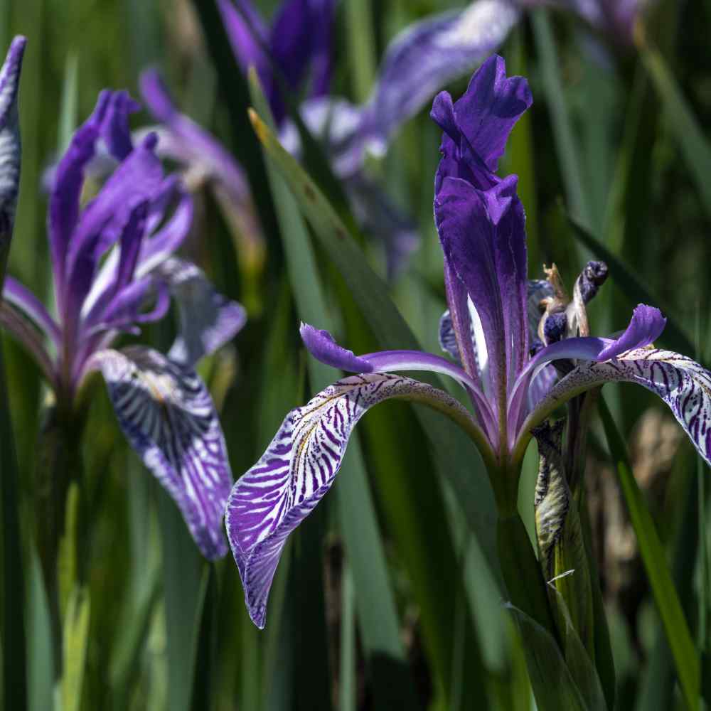  Iris Missouriensis Seeds