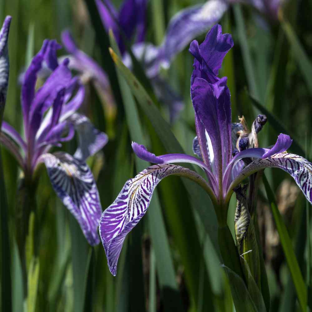 Iris Missiouriensis Seeds - Wild Blue Flag Iris Flower Seed