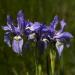 Iris Missouriensis