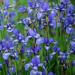 Iris Missouriensis Flower