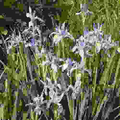 Wild Blue Iris Flowers