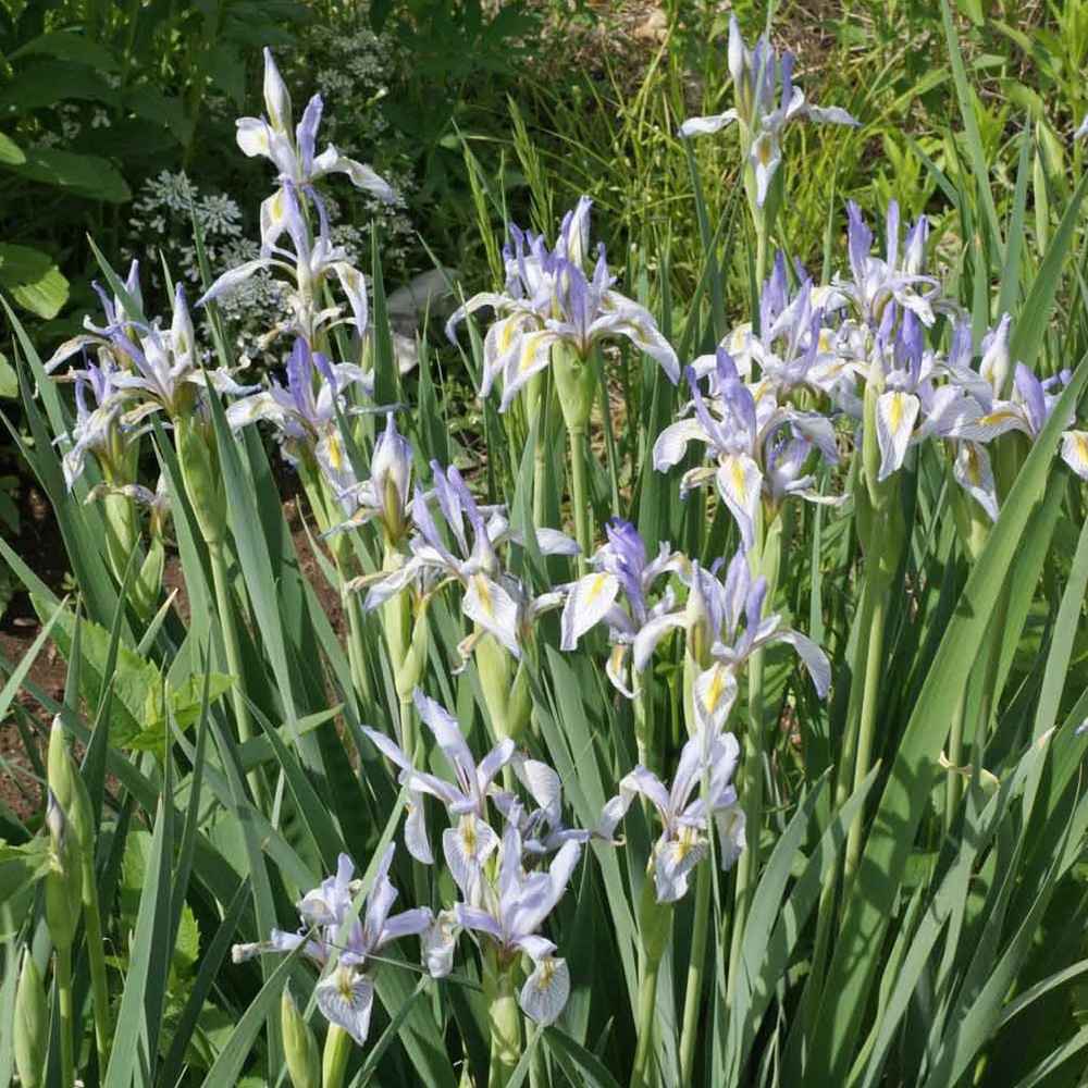 Wild Blue Iris Flowers