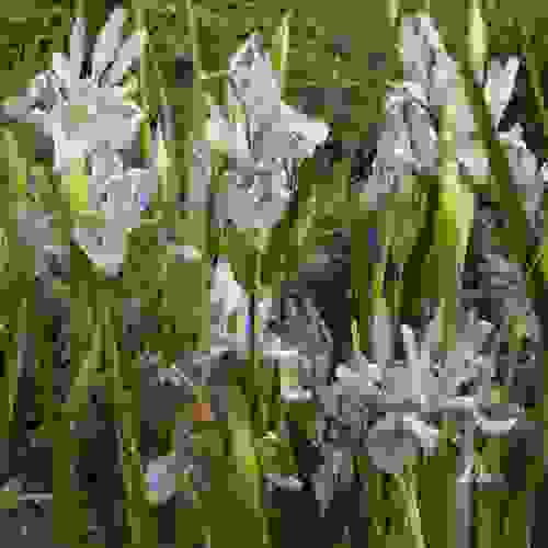 Wild Blue Iris Plants