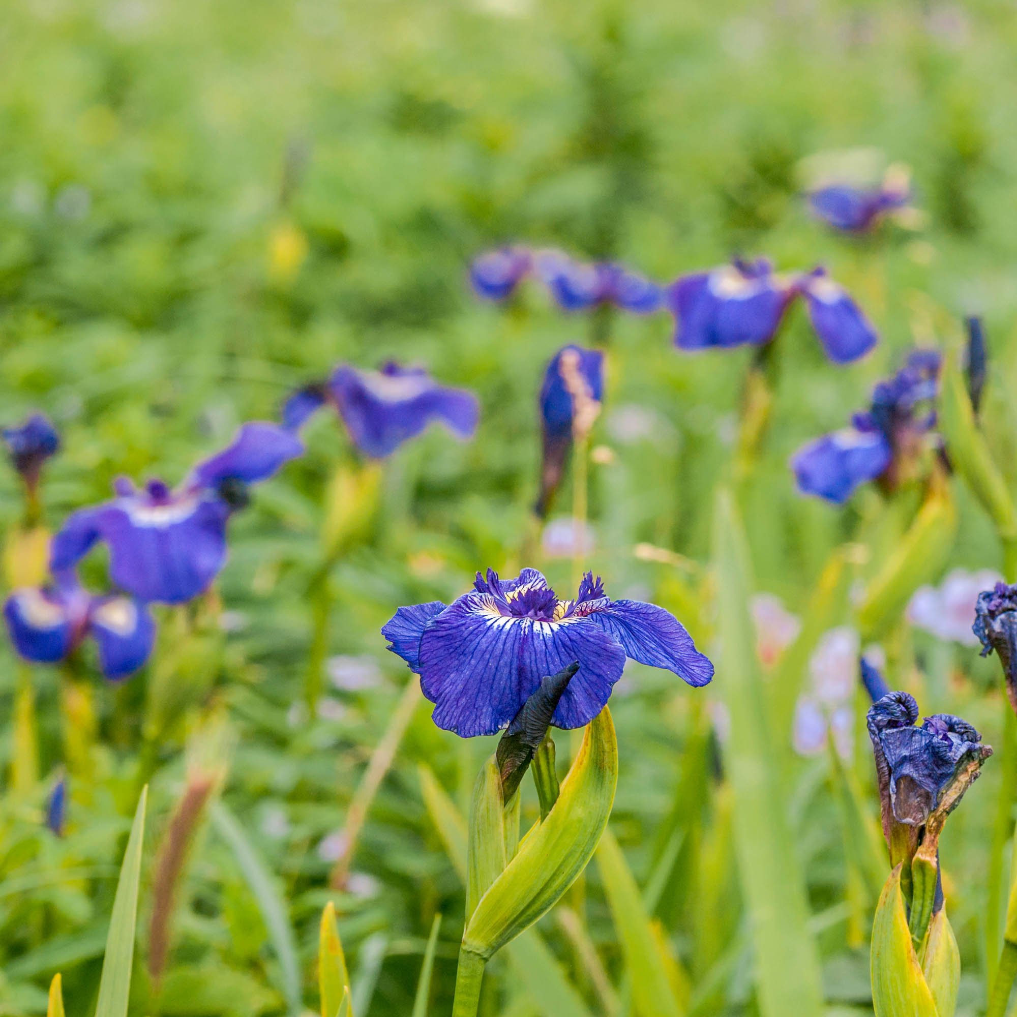 Iris Setosa Dwarf Perennial