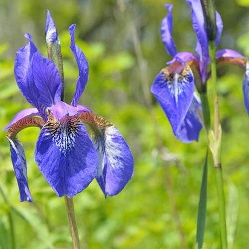 Iris Setosa Flowers