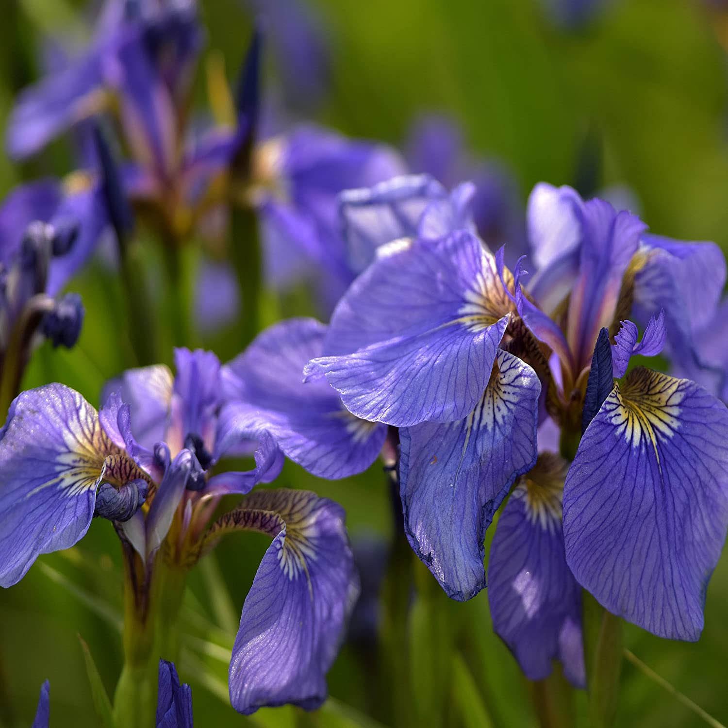Iris Setosa Nana Garden Flowers