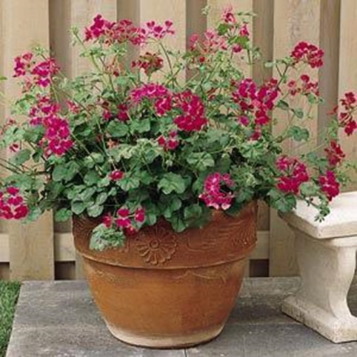 Ivy Leaf Geranium Fuchsia