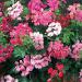 Ivy Leaf Geranium Plant Mix